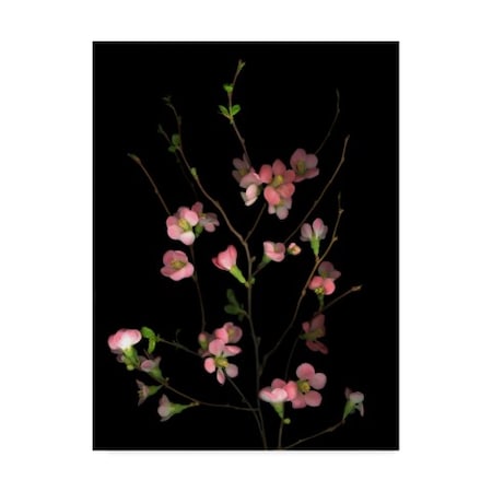 Susan S. Barmon 'Flowering Peach Quince' Canvas Art,24x32